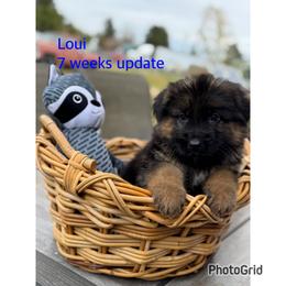 Loui - Black and red male German Shepherd puppy in Hesperia, California from Von Geesa