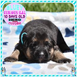 BLUEY - Black and tan female German Shepherd puppy in Murrieta, California from Diamond Oaks German Shepherds