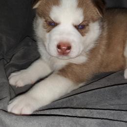 Siberian Husky Puppies from Xk siberians