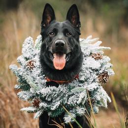 Jax - German Shepherd