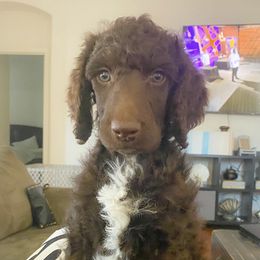 Poodle All Grown Up from TGT Fancy Pants Poodles