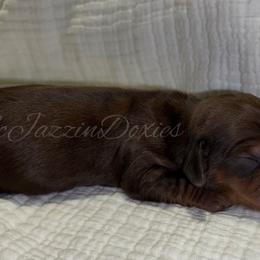 Dapple boy 2 - Dapple male Dachshund puppy in Chehalis, Washington from McJazzin Doxies