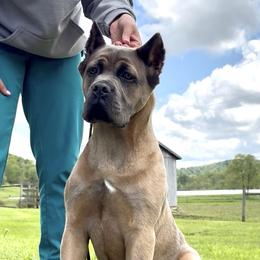 Cane Corso All Grown Up from MVK9