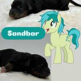 Sandbar - Tri-color male Bernedoodle puppy in Clermont, Florida from Shadow Bernedoodles & Dog Training