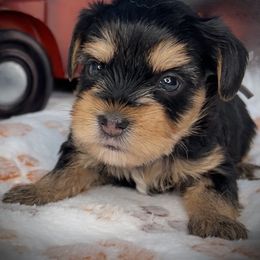 Girl 4..grey - Black and tan female Yorkshire Terrier puppy in Machesney Park, Illinois from 3 Yorkie Family