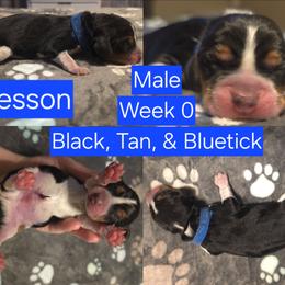 Wesson Blue Male - Black tan and bluetick male Beagle puppy in Bemidji, Minnesota from Nse Farms Beagles