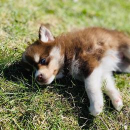Pomsky Puppies from SMP Pomsky/Southern Minnesota Pomskies