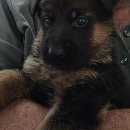 Alex (Service Dog Ready) - Black and red male German Shepherd puppy in Jamesville, New York from Mark Carfagno's Pups