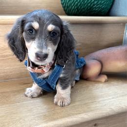 Bluebelle - Dachshund