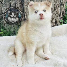 Pomsky Puppies from Lake in the hills Pomskies