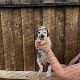 Kendra - Merle female Great Dane puppy in Granbury, Texas from Anderson Blau’s Great Danes