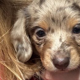 Dachshunds from Josh Cheek