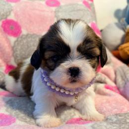 Neve - Gold and white female Shih Tzu puppy in Hemet, California from Aloha Shih Tzu