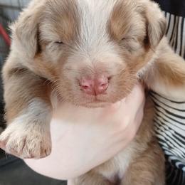 Ms.Gray Collar - Red merle female Australian Shepherd puppy in Selma, North Carolina from Eon's Aussies