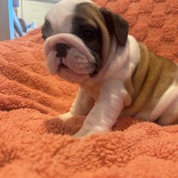 Girl 3 - Red and white female Bulldog puppy in Crane Hill, Alabama from Jetana Bulldogs