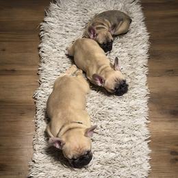 French Bulldog Puppies from Von Darr Kennels