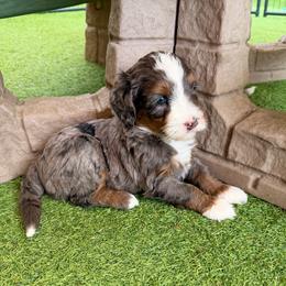 Ren - Blue merle male Bernedoodle puppy in Royse City, Texas from Platinum Bernedoodles of Texas