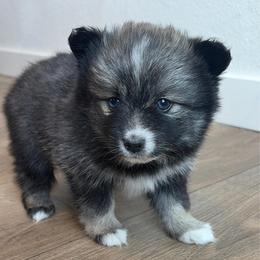 Honey - Wolf sable female Pomsky puppy in Tonasket, Washington from Washington Pomskies