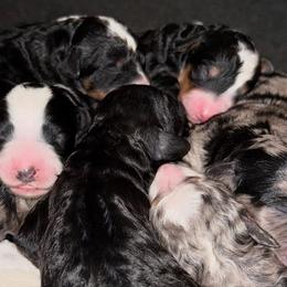 Bernedoodles from Ruthy's Bernedoodles