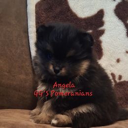 Angela - Black and tan female Pomeranian puppy in Oologah, Oklahoma from GG's Pomeranians