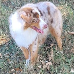 Preacher - Miniature Australian Shepherd