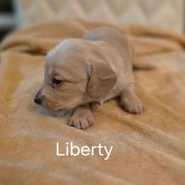 Liberty - Cream female Dachshund puppy in Bedias, Texas from Faith & Grace Doxies