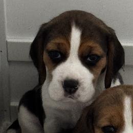 Russell - Black tan and white male Beagle puppy in Chandler, Arizona from Monica Rubianes