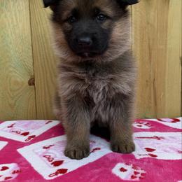 Rose - Sable female German Shepherd puppy in Middlesex, North Carolina from Ace of Hearts K9’s