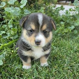 Pembroke Welsh Corgi Puppies from Lindsey's Pembroke Welsh Corgis