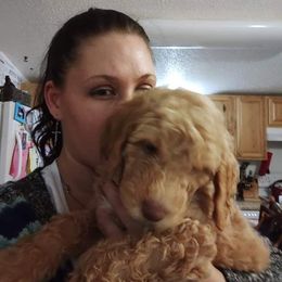 Poodle Puppies from Polly Wally Doodles and Poodles