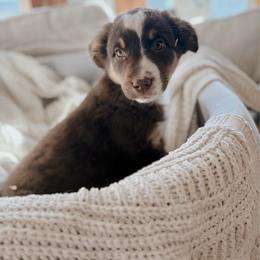 Cypress - Red tri-color male Australian Shepherd puppy in Midvale, Idaho from Canyon River Aussies