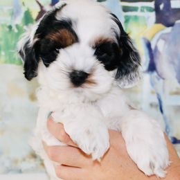 Cockapoo Puppies from Lulu's Cockapoos