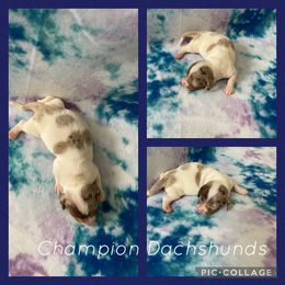 Dachshund Puppies from Champion Dachshunds