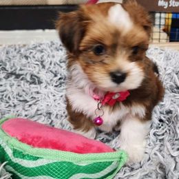 Rapunzel - Red female Havanese puppy in Alabama from Havanese Cuban Cuties
