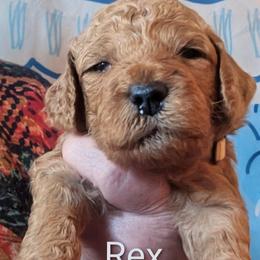 Rex - Yellow Collar - Red  male Goldendoodle puppy in Citrus Heights, California from Grandpaw's Golden Doodles