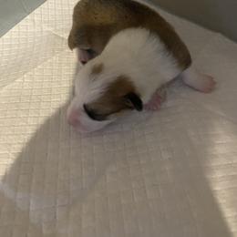 Pink - Red female Pembroke Welsh Corgi puppy in Beulaville, North Carolina from Windy Acres Pembroke Welsh