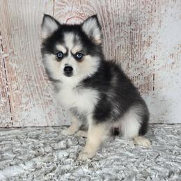 Bella - Black and white female Pomsky puppy in Atwood, Illinois from Peace Road Puppies