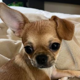 Chihuahuas from Tiny Tots Creations