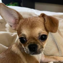 Chihuahuas from Tiny Tots Creations