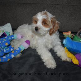 Princess Aurora - Buff and white female Cockapoo puppy in Hopkins, South Carolina from Sugar and Spice Cockapoos