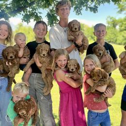 Goldendoodles and Irish Doodles from Crystal Rains
