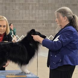 Shetland Sheepdogs from Buehneman Shelties