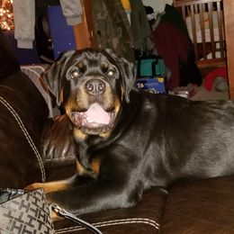 Rottweiler Puppies from Rose Red Rottweilers