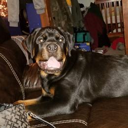 Rottweiler Puppies from Rose Red Rottweilers