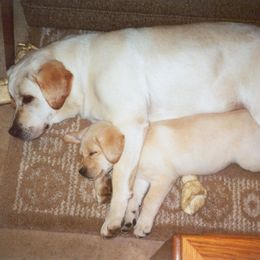Labrador Retriever Puppies from Cecilie Drege