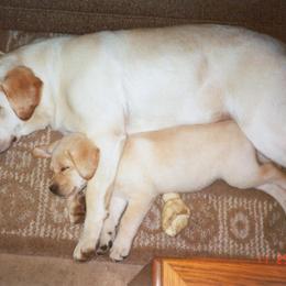 Labrador Retriever Puppies from Cecilie Drege