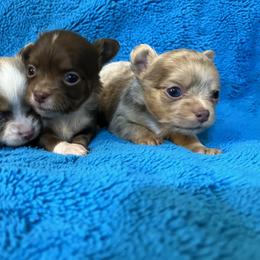 Bracco Italiano and Chihuahua Puppies from Snow Peak Kennel