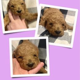 Amari - Red  female Goldendoodle puppy in Bluefield, Virginia from Love on a Leash