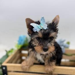 Taz - Black and gold male Yorkshire Terrier puppy in Benton, Illinois from Furry Tailz Yorkies