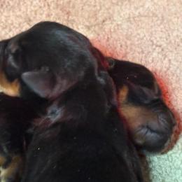 Boy 5 - Black and mahogany male Rottweiler puppy in Newfoundland, Pennsylvania from Poconopaws